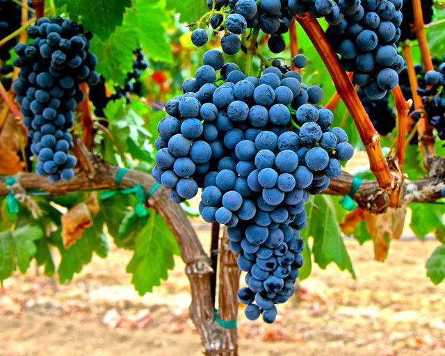 tempranillo